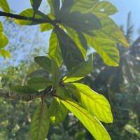 Barringtonia racemosa (L.) Spreng.